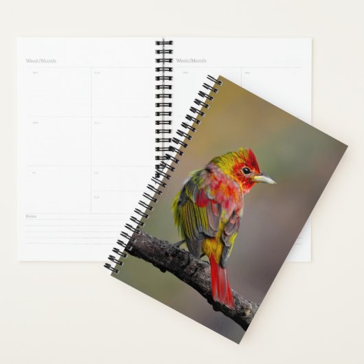 Scarlet Tanager Molting - Originele foto Planner (Display)