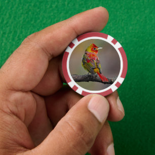 Scarlet Tanager Molting - Originele foto Poker Chips