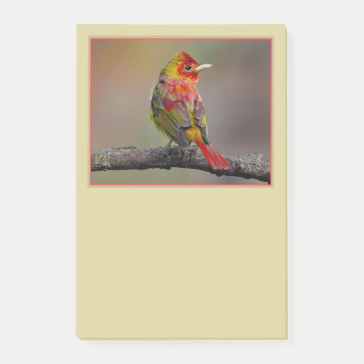Scarlet Tanager Molting - Originele foto Post-it® Notes (Voorkant)