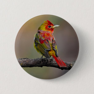 Scarlet Tanager Molting - Originele foto Ronde Button 5,7 Cm