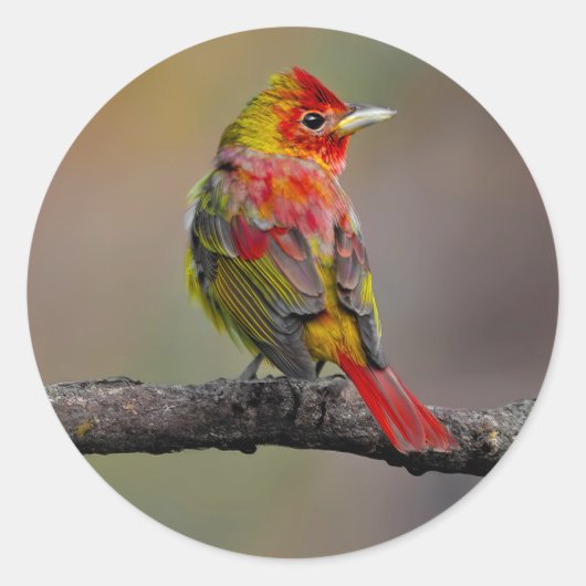 Scarlet Tanager Molting - Originele foto Ronde Sticker (Voorkant)