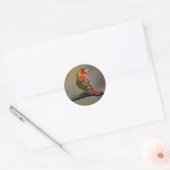 Scarlet Tanager Molting - Originele foto Ronde Sticker (Envelop)
