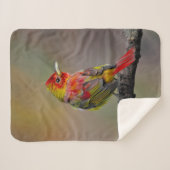 Scarlet Tanager Molting - Originele foto Sherpa Deken (Voorkant (horizontaal))