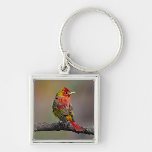 Scarlet Tanager Molting - Originele foto Sleutelhanger (Voorkant)