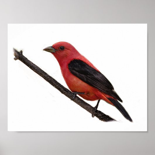 Scarlet Tanager op Branch Poster (Voorkant)
