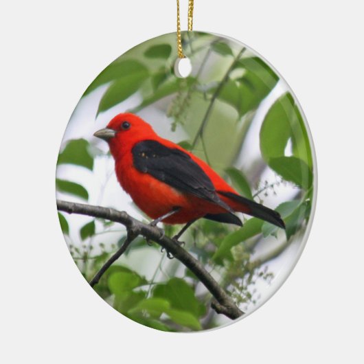 Scarlet Tanager Ornament (Links)