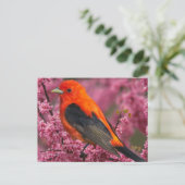 Scarlet Tanager (Piranga olivacea) Briefkaart (Staand voorkant)