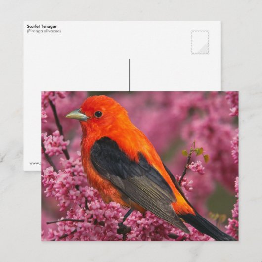 Scarlet Tanager (Piranga olivacea) Briefkaart (Voorkant / Achterkant)