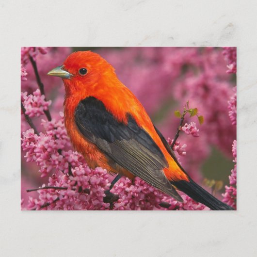 Scarlet Tanager (Piranga olivacea) Briefkaart (Voorkant)