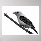 Scarlet Tanager Poster (Voorkant)