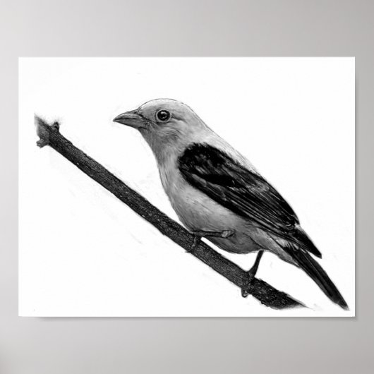Scarlet Tanager Poster (Voorkant)