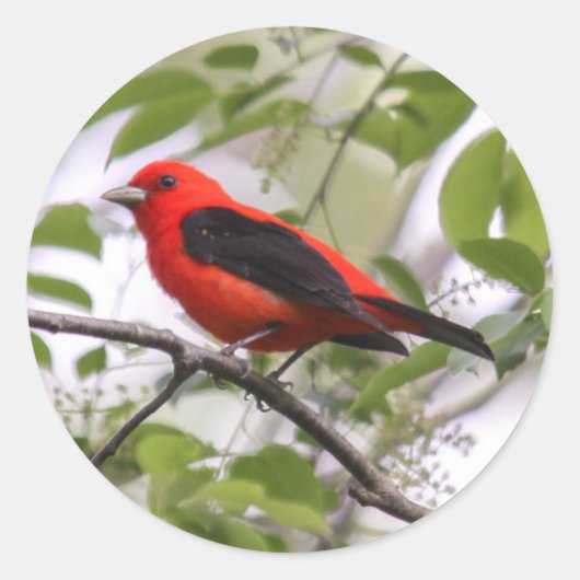 Scarlet Tanager Ronde Sticker (Voorkant)