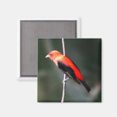Scarlet Tanager Square Magnet (Voorkant / Achterkant)