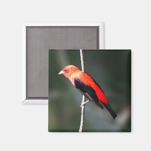 Scarlet Tanager Square Magnet (Voorkant / Achterkant)