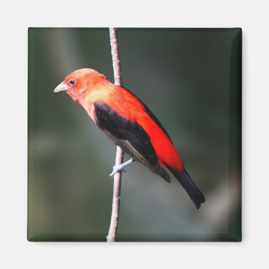 Scarlet Tanager Square Magnet (Voorkant)
