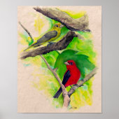 Scarlet Tanagers Birds Waterverf Art Print (Voorkant)