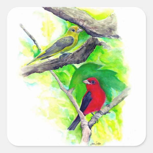 Scarlet Tanagers Vogels schilderen Vierkante Sticker (Voorkant)