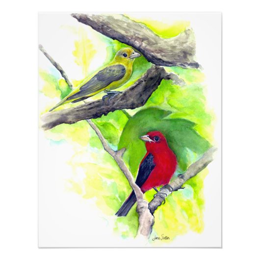Scarlet Tanagers Vogels Waterverf schilderen Foto Afdruk (Voorkant)