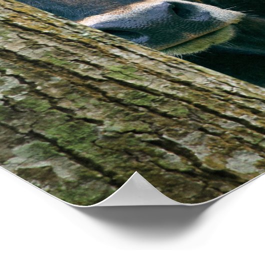 Scarlet - Texas Longhorn Koe Poster (Hoek)