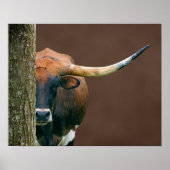 Scarlet - Texas Longhorn Koe Poster (Voorkant)