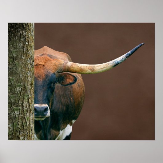 Scarlet - Texas Longhorn Koe Poster (Voorkant)