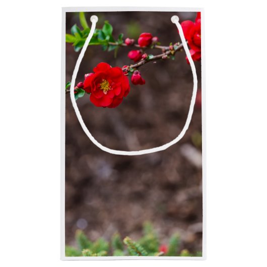 Scarlet Top Klein Cadeauzakje (Achterkant)