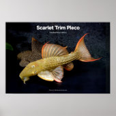 Scarlet Trim Pleco の ポ タ ー Poster (Voorkant)