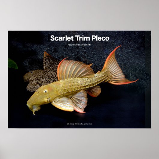 Scarlet Trim Pleco の ポ タ ー Poster (Voorkant)