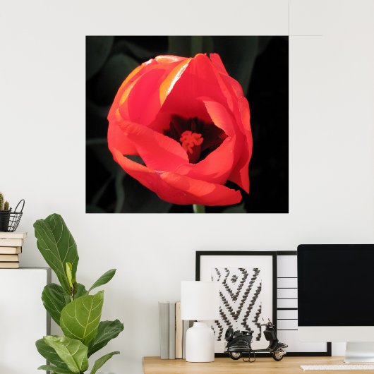 Scarlet Tulip Poster (Thuiskantoor)