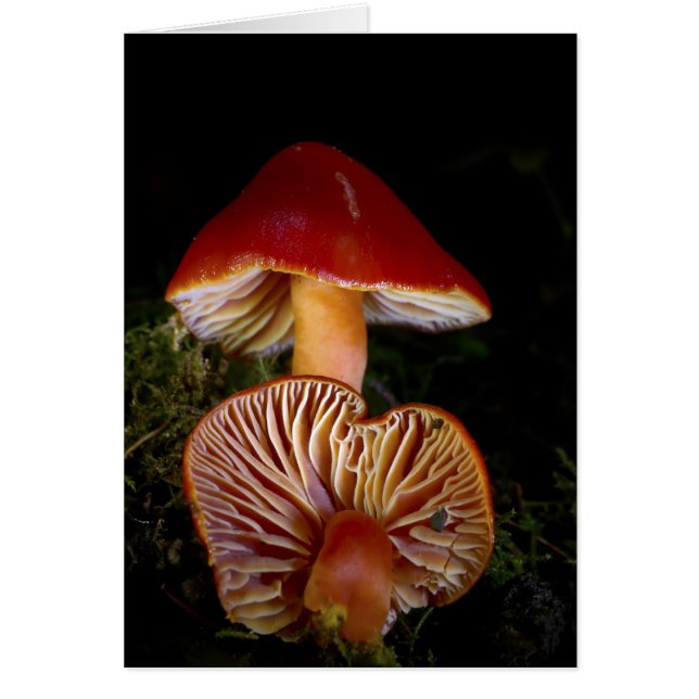 Scarlet Waxcap paddenstoel (Voorkant)