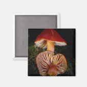 Scarlet Waxcap paddenstoel Magneet (Voorkant / Achterkant)