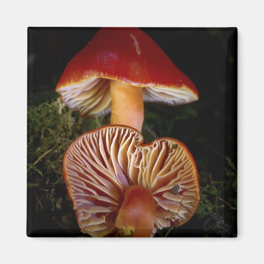 Scarlet Waxcap paddenstoel Magneet (Voorkant)