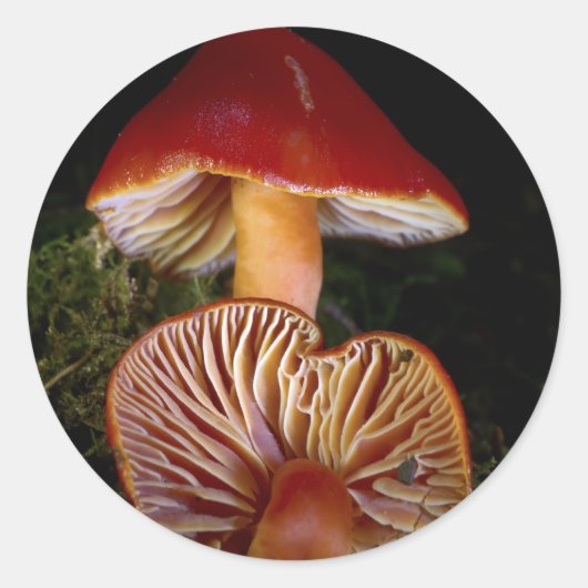 Scarlet Waxcap Ronde Sticker (Voorkant)