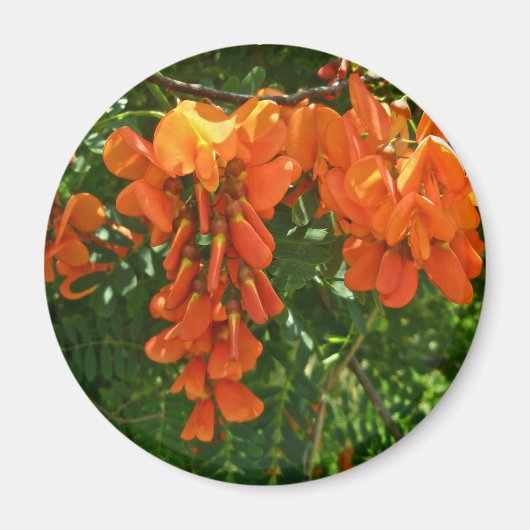 Scarlet Wisteria (Sesbania punicea) OBX Magnet (Voorkant)