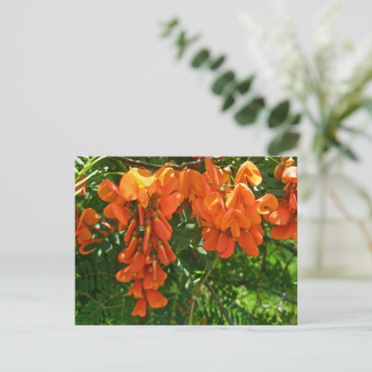 Scarlet Wisteria (Sesbania punicea) OBX NC reeks Briefkaart (Staand voorkant)