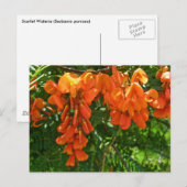 Scarlet Wisteria (Sesbania punicea) OBX NC reeks Briefkaart (Voorkant / Achterkant)