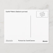 Scarlet Wisteria (Sesbania punicea) OBX NC reeks Briefkaart (Achterkant)