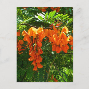 Scarlet Wisteria (Sesbania punicea) OBX NC-reeks Briefkaart