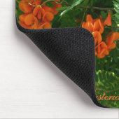 Scarlet Wisteria (Sesbania punicea) OBX NC reeks Muismat (Hoek)