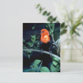 Scarlet-zwarte vogel, Zuid-Amerika Briefkaart (Staand voorkant)