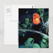 Scarlet-zwarte vogel, Zuid-Amerika Briefkaart (Voorkant / Achterkant)