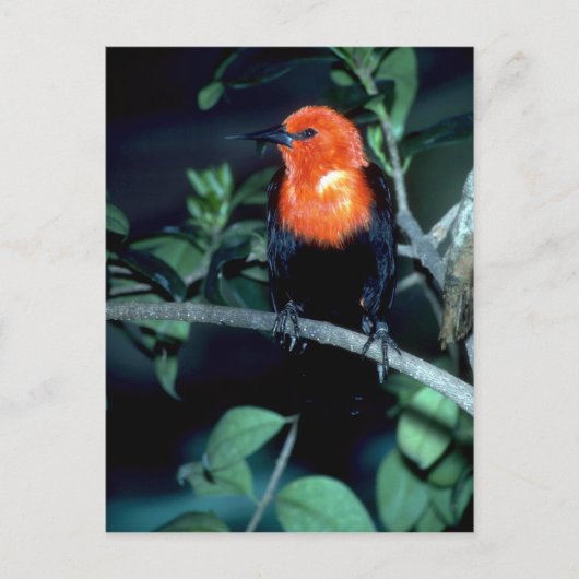 Scarlet-zwarte vogel, Zuid-Amerika Briefkaart (Voorkant)
