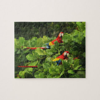 Scarlett Macaws in de amandelboom Jigzaag Puzzle Legpuzzel