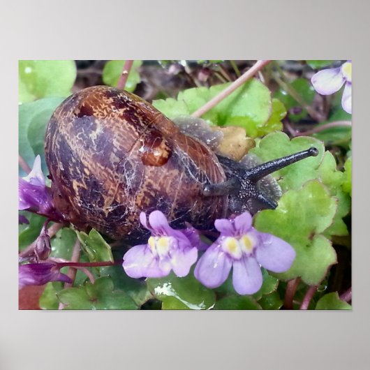 Scarred Shell Poster (Voorkant)