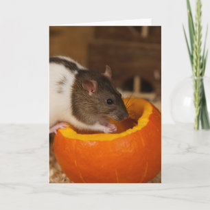 scary Black Hooded rat eating pumpkin seeds Kaart