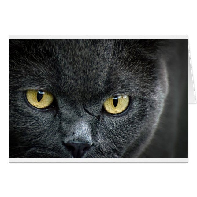 Scary Cat Eyes (Voorkant Horizontaal)