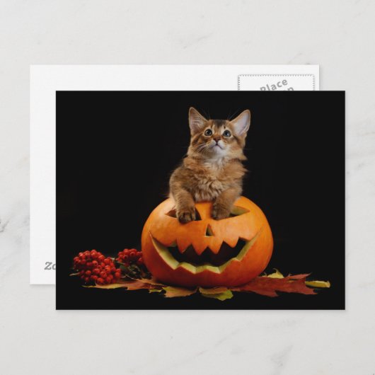 Scary Halloween Pumpkin en Somali Kitten Briefkaart (Voorkant / Achterkant)