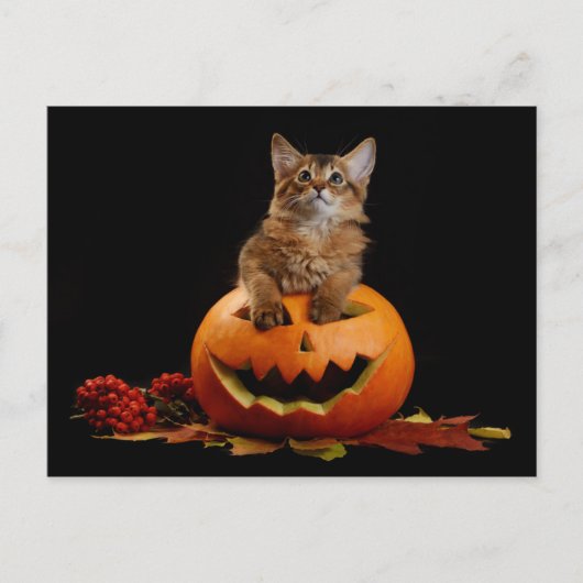 Scary Halloween Pumpkin en Somali Kitten Briefkaart (Voorkant)