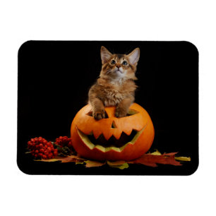 Scary Halloween Pumpkin en Somali Kitten Magneet