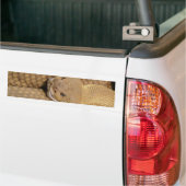 Scary Rattlesnake Photo Bumpersticker (Op Truck)